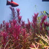 انواع گیاه اکواریومی&پلنت|ماهی|شیراز, میانرود|دیوار