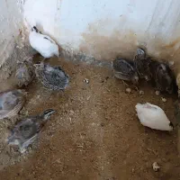 بلدرچین بالغ|حیوانات مزرعه|مشهد, عامل|دیوار