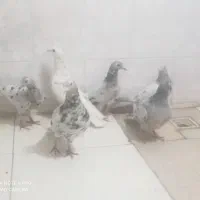 کبوترسرور|پرنده|ملکشاهی, |دیوار