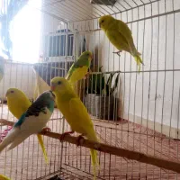 مرغ عشق و فنچ|پرنده|گنبد کاووس, |دیوار