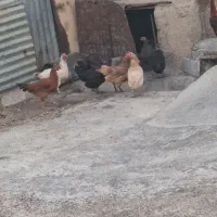 مرغ وخروس کردی|حیوانات مزرعه|کارزان, |دیوار