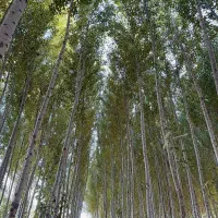 تولید نهال صنوبر نیگرا