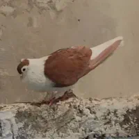 دوتا کبوتر ساده افغانی نر