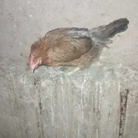 فروش مرغ