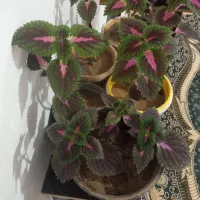 گل حسن یوسف