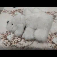 عروسک|اسباببازی|تبریز, |دیوار