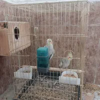 عروس هلندی نرماده|پرنده|چابهار, |دیوار