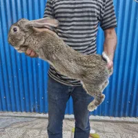 خرگوش المانی|حیوانات مزرعه|تهران, جردن|دیوار