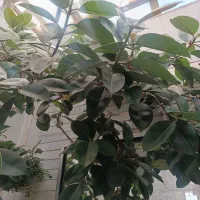 گل فیکوس سه متری|گل و گیاه طبیعی|اصفهان, براآن شمالی|دیوار