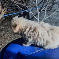 توله پامر شیتزو|سگ|بم, |دیوار