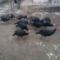 فروش بوقلمون بزرگ یکجا سالم ب شرط|حیوانات مزرعه|تولم شهر, |دیوار