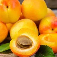 فروش نهال زردآلو نصیری|خدمات باغبانی و درختکاری|مرند, |دیوار