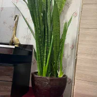 گل طبیعی
