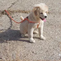 پامرین|سگ|خرمآباد, |دیوار