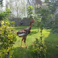 حیواناتمزرعه|حیوانات مزرعه|رشت, آتشگاه|دیوار