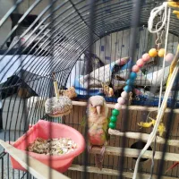 پرنده|پرنده|مشهد, اقبال|دیوار