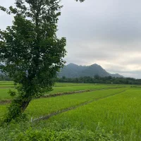 مزرعه ۲/۵۶۴متر مناسب سرمایه‌گذاری در تالش‌دیگه‌سرا