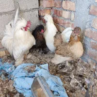 مرغ و خروس پاکوتاه چینی|حیوانات مزرعه|پیرانشهر, |دیوار