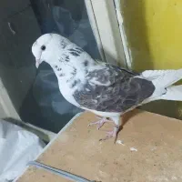 کبوتر پشت سنگی.ماده.پرشی.ازبلندی گرفتم