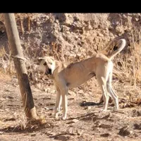 واگذاری سگ سرابی ۲۰ ماهه قد ۸۰|سگ|اردبیل, |دیوار