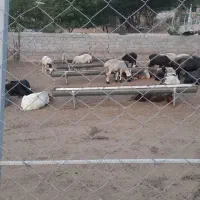 زمین لوکال توی بافت با مساحت حدودا 400 متر