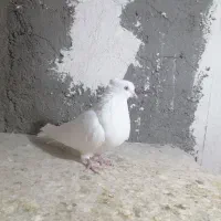 سفید اراکی|پرنده|شیراز, گویم|دیوار