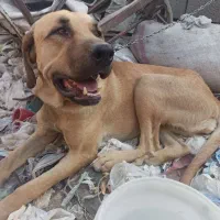 سگ پژدر ماده20ماهه