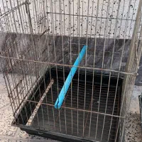 قفس طوطی بزرگ