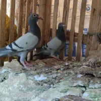 کبوتر سبز ایرانی