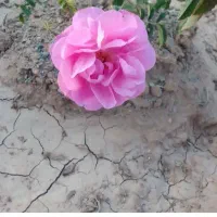 نهال گلمحمدی