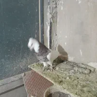 ۴ عدد طوقی نر درجه یک یک|پرنده|نورآباد, |دیوار