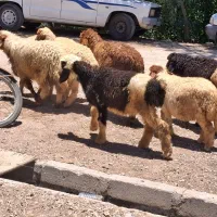 بره نر وماده دونه کیلو ۶۵۰ بره از ۱۳تومان به بالا