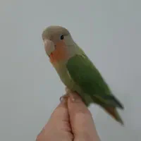 کوتوله شیطون با قفس خوشگل