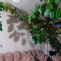 گل و گیاه زینتی