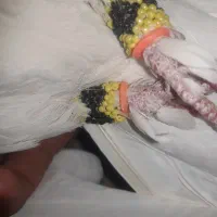 کفتر طوقی گمشده