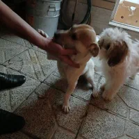 واگذاری پاپی