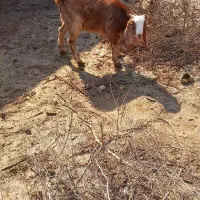 بز نر چاق وشرط سالم|حیوانات مزرعه|حمیدیه, |دیوار