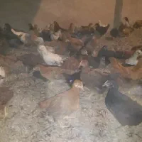 جوجه مرغ خروس درشت گلپایگانی