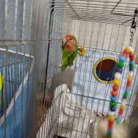 طوطی برزیلی و عروس جوجه 3 ماهه