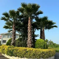 ویو ابدی دریا با نگهبانی 24 ساعته|فروش زمین و ملک کلنگی|خرمآباد (تنکابن), |دیوار