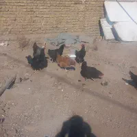 مرغ خروس|حیوانات مزرعه|تربتحیدریه, بالا ولایت|دیوار