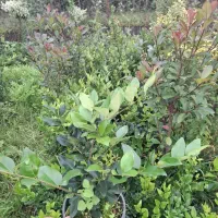 یاس سطل ۳ و نیم|گل و گیاه طبیعی|رحیم‌آباد, |دیوار