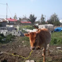 گاو وگوساله ماده چالوسی اصیل     لیشه ورزا|حیوانات مزرعه|رشت, حومه رشت|دیوار