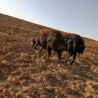 یک عدد گوسفند چال|حیوانات مزرعه|حلب, |دیوار