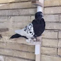 کبوترکله|پرنده|شیراز, فاضل|دیوار