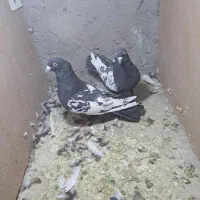 ۴ جفت سینه ای|پرنده|کرمان, |دیوار