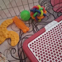 وسایل سگ|لوازم جانبی حیوانات|پرند, فاز ۵|دیوار