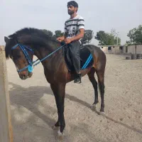 فروش اسب به صورت چکی