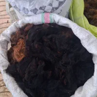 پشمگوسفند|لوازم جانبی حیوانات|چهاربرج, |دیوار