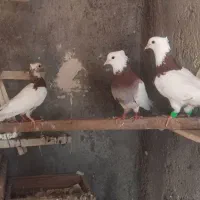 کبوتر طوقی